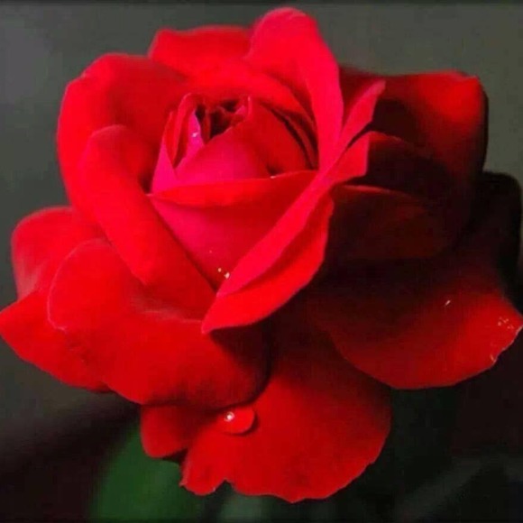 rosmery40
